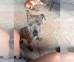 Small #1 Mutt