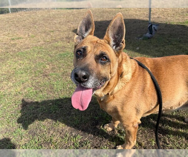 Medium Photo #5 German Shepherd Dog-Unknown Mix Puppy For Sale in Ocala, FL, USA