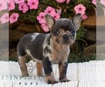 Image preview for Ad Listing. Nickname: Max