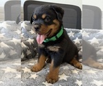 Small #1 Rottweiler