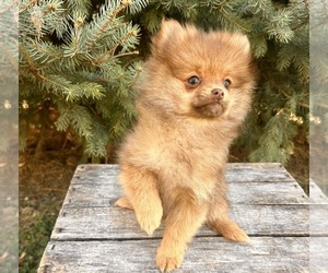 Pomeranian Puppy for sale in MIDDLEBURY, IN, USA