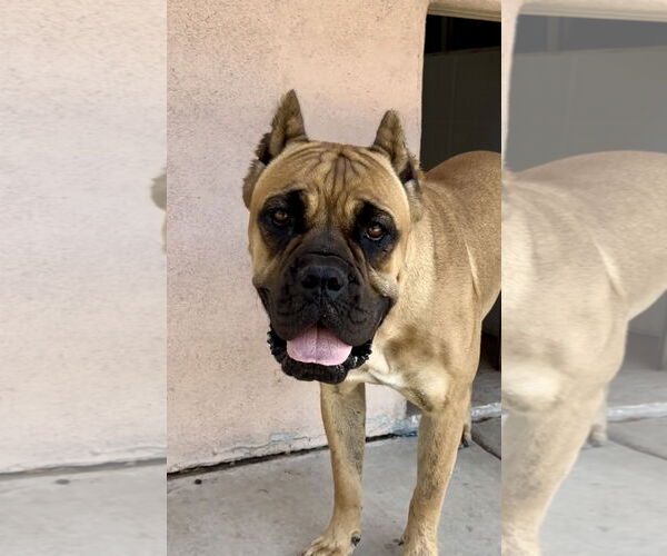 Medium Photo #1 Mutt Puppy For Sale in Goodyear, AZ, USA