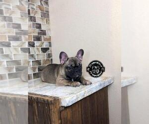 French Bulldog Puppy for sale in HOUSTON, TX, USA