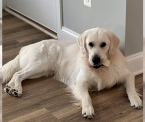 Father of the English Cream Golden Retriever puppies born on 10/21/2025