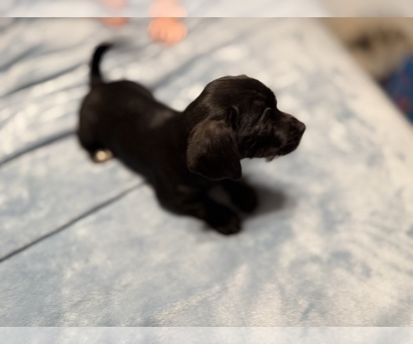 Medium Photo #2 Schweenie Puppy For Sale in DOTHAN, AL, USA