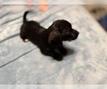 Small Photo #2 Schweenie Puppy For Sale in DOTHAN, AL, USA