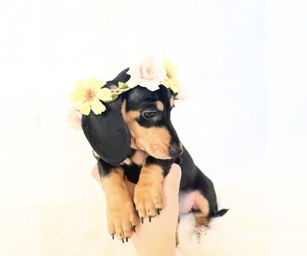 Medium Photo #10 Dachshund Puppy For Sale in DAVIS, CA, USA