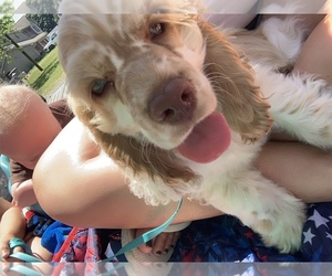 Cocker Spaniel Puppy for sale in FOREST, IN, USA
