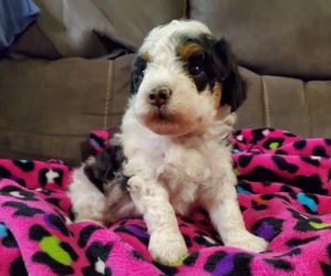 Miniature Bernedoodle Puppy for Sale in LEETONIA, Ohio USA