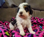 Image preview for Ad Listing. Nickname: Litter of 3