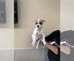 Small #2 Boxer Mix