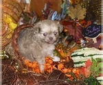 Small Photo #20 Chihuahua Puppy For Sale in RAWSONVILLE, MI, USA