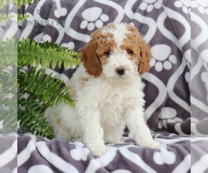 Goldendoodle (Miniature) Puppy for Sale in NARVON, Pennsylvania USA