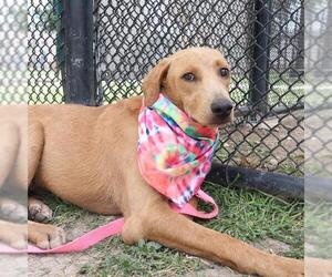 Labrador Retriever-Unknown Mix Dogs for adoption in San Antonio, TX, USA