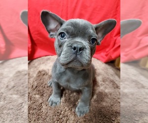 French Bulldog Puppy for sale in AFTON, WY, USA