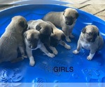 Small Photo #7 Anatolian Shepherd Puppy For Sale in IVA, SC, USA