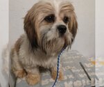 Small Photo #1 Cava-Tzu Puppy For Sale in Bonifay, MO, USA