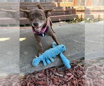 Small #1 Chihuahua Mix