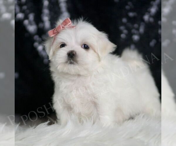 Medium Photo #3 Maltese Puppy For Sale in WARSAW, IN, USA
