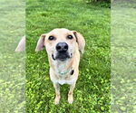 Small #3 Labrador Retriever Mix