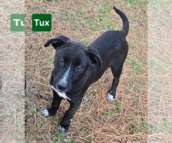 Medium Photo #6 Labrador Retriever-Unknown Mix Puppy For Sale in Alexander, AR, USA