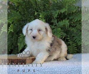 Aussiedoodle Miniature Puppy for sale in NARVON, PA, USA