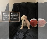 Small Photo #5 Golden Retriever Puppy For Sale in WINTER PARK, FL, USA