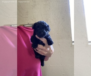 Poodle (Miniature) Puppy for sale in SIERRA VISTA, AZ, USA
