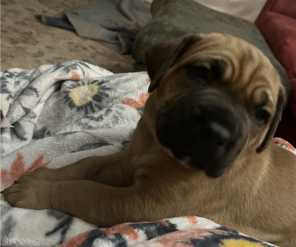 Medium Photo #30 Boerboel-Cane Corso Mix Puppy For Sale in MARION, OH, USA