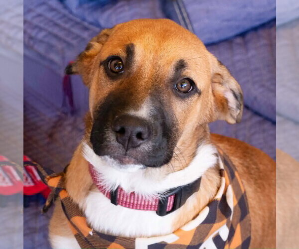 Medium Photo #4 Australian Shepherd-Unknown Mix Puppy For Sale in Blairsville, GA, USA