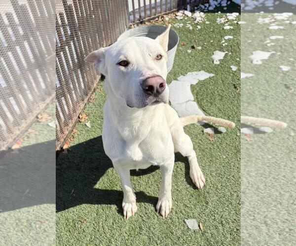 Medium Photo #4 Mutt Puppy For Sale in Rockwall, TX, USA