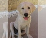 Small Photo #22 Labrador Retriever Puppy For Sale in PLANO, TX, USA
