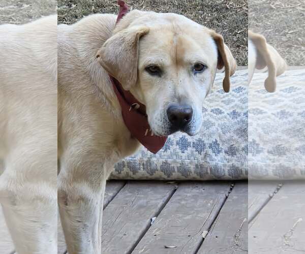 Medium Photo #3 Labrador Retriever-Unknown Mix Puppy For Sale in Greenville, SC, USA
