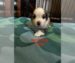 Puppy Erick Miniature Australian Shepherd