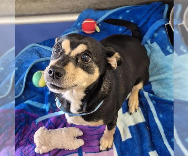 Medium Photo #1 Chihuahua-Unknown Mix Puppy For Sale in Lodi, CA, USA