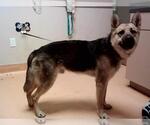Small German Shepherd Dog