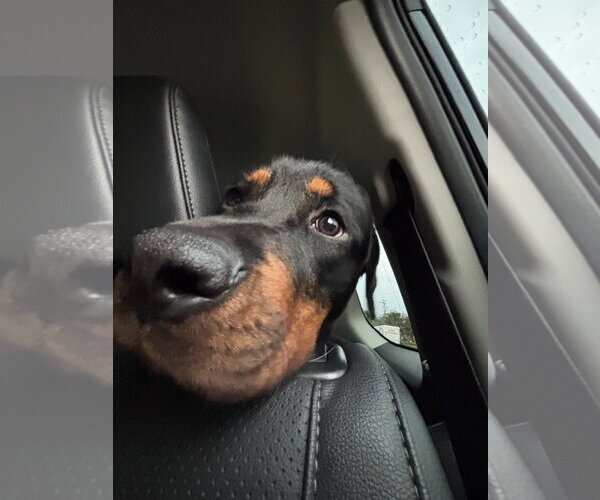 Medium Photo #3 Rottweiler Puppy For Sale in Sykesville, MD, USA