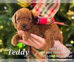 Small Photo #4 Goldendoodle Puppy For Sale in BREA, CA, USA