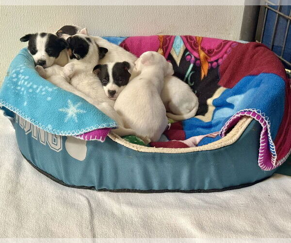 Medium Photo #2 Mutt Puppy For Sale in Williamsburg, IA, USA