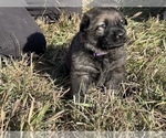 Small Photo #25 German Shepherd Dog Puppy For Sale in AURORA, SD, USA