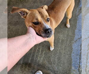 Mia (Courtesy Post) Foster or Adopt Me! - Female Labrador Retriever-Unknown Mix Dog for Adoption - Photo #3