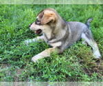Small #1 Alaskan Malamute Mix