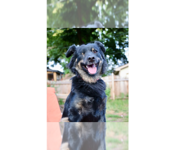Medium Photo #1 Australian Shepherd-Unknown Mix Puppy For Sale in Plymouth, MN, USA