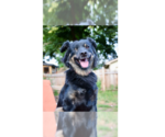 Small Australian Shepherd Mix