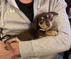 Doxie-Pin Puppy for sale in NEW FLORENCE, MO, USA
