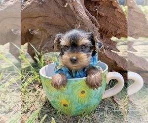 Yorkshire Terrier Puppy for sale in CASSVILLE, MO, USA