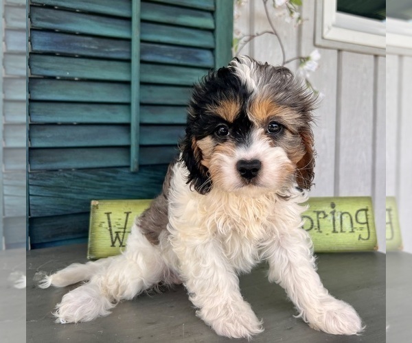 Medium Photo #3 Cavapoo (Miniature) Puppy For Sale in DUNDEE, OH, USA