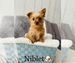 Small Photo #7 Yorkshire Terrier Puppy For Sale in COOKEVILLE, TN, USA
