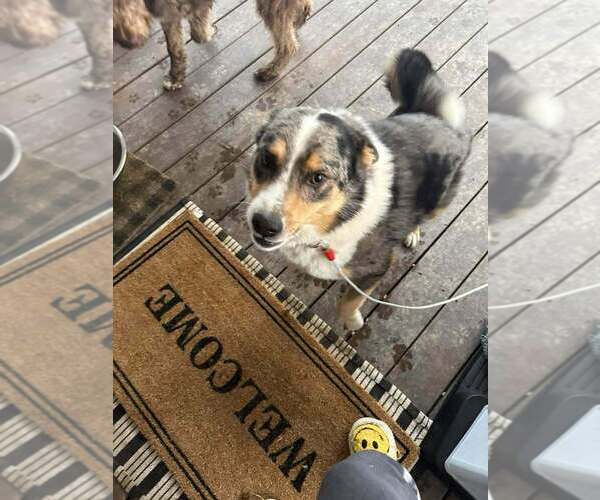 Medium Photo #2 Australian Shepherd-Unknown Mix Puppy For Sale in Aurora, IN, USA