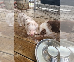 Border Collie Puppy for sale in HIGH FOREST, MN, USA